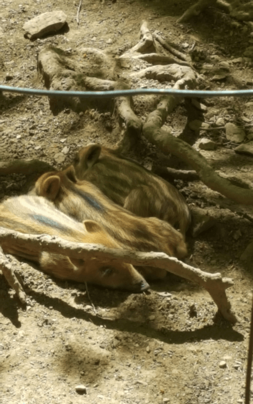 Wat Is Er Te Doen In De Ardennen Met Kinderen