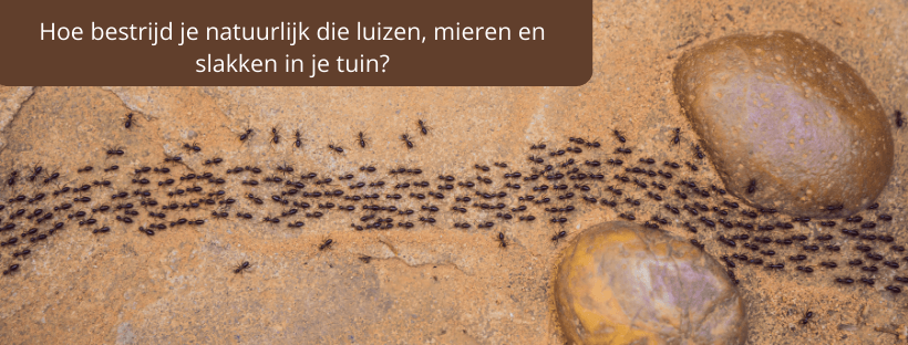 mieren die in een rij achter elkaar over de grond lopen
