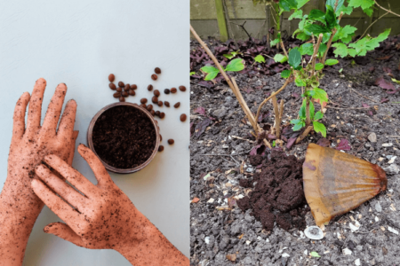 Koffieprut in de tuin, en een foto van handen met koffiedrab als scrub