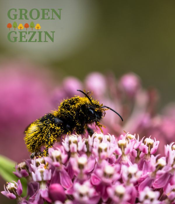 bij op een roze bloem