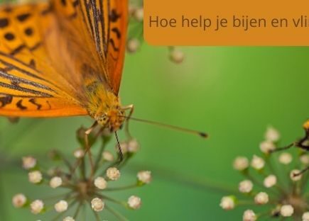 oranje vlinder op bloemen