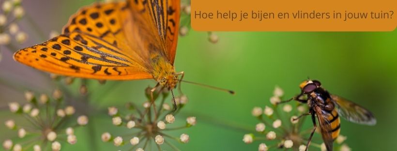 oranje vlinder op bloemen