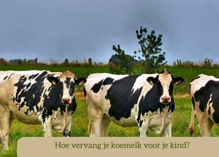 koeien in een weiland