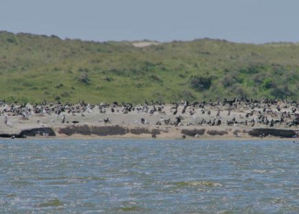 meer met uitzicht op eiland met vogels