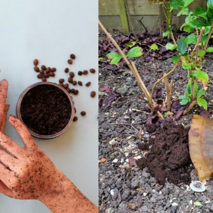 Koffieprut in de tuin, en een foto van handen met koffiedrab als scrub