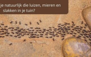 mieren die in een rij achter elkaar over de grond lopen