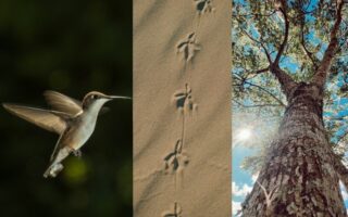 een vliegend vogeltje, voetstappen in het zand en een grote boom