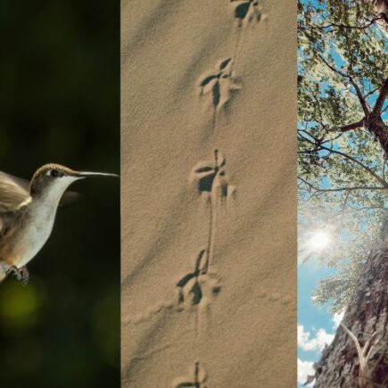 een vliegend vogeltje, voetstappen in het zand en een grote boom