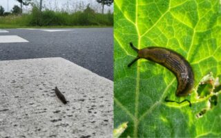 naaktslakken, op straat en op blad