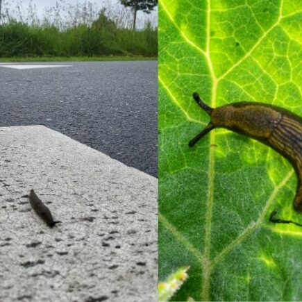 naaktslakken, op straat en op blad