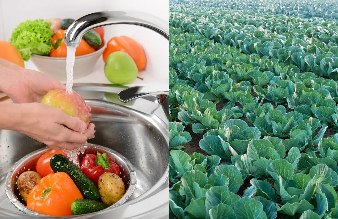 Waarom en wanneer kies je voor biologisch groenten en fruit? - GroenGezin